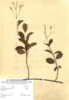 藏品(酸藤)的圖片